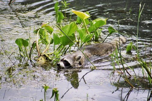 Waschbaer durchschwimmt ein Niedermoor
