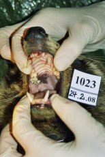 Gaumenpigmentierung Waschbaer