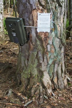 Fotofalle im Untersuchungsgebiet