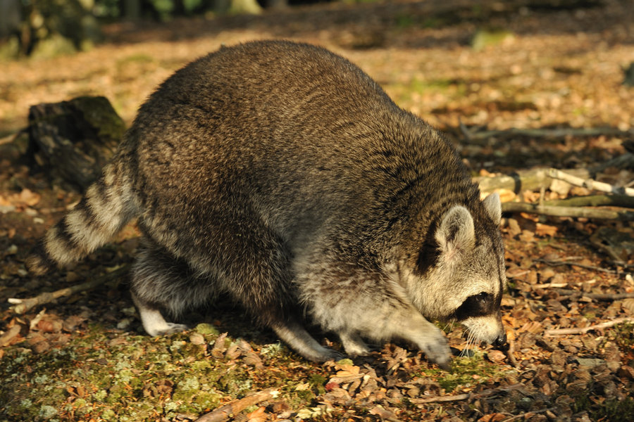  - Raccoon_in_the_Mueritz_National_Park_Germany10_8b14d097b8