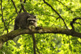 Raccoon in the Mueritz National Park Germany2