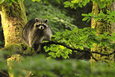 Raccoon in the Mueritz National Park Germany8