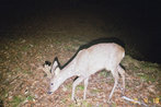 Rehbock Wildkamera Projekt Waschbaer