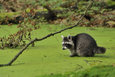 Raccoon in Mueritz National Park