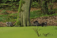 Raccoons in Mueritz National Park
