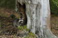 Raccoon Germany