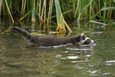 schwimmender Waschbaer