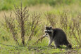 raccoon in natural habitat
