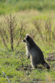 raccoon standing on a meadow