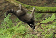 kletternder Waschbär
