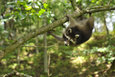 raccoon hanging down a branch