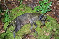 an CDV verendeter Waschbär im Müritz-Nationalpark