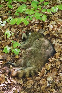 staupeinfizierte Waschbärfähe in komatösem Zustand