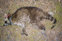 staupeinfizierter Waschbär im Müritz-Nationalpark