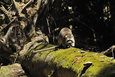 Waschbaer im Mueritz-Nationalpark1