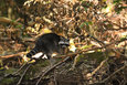 Waschbaer im Mueritz-Nationalpark2