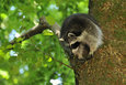 Waschbaer im Mueritz-Nationalpark4