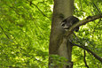 Waschbaer im Mueritz-Nationalpark7