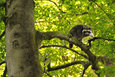 Waschbaer im Mueritz-Nationalpark8