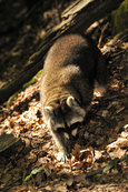 Waschbaer im Mueritz-Nationalpark 15