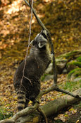 Waschbaer im Mueritz-Nationalpark 16