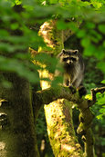 Waschbaer im Mueritz-Nationalpark 19