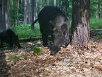 Wildschwein Wildkamera Projekt Waschbaer