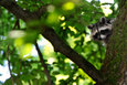 raccoon in the mueritz national park Germany 14