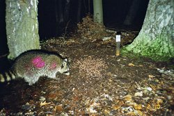 Fotofallenbild eines farbmarkierten Waschbärrüden