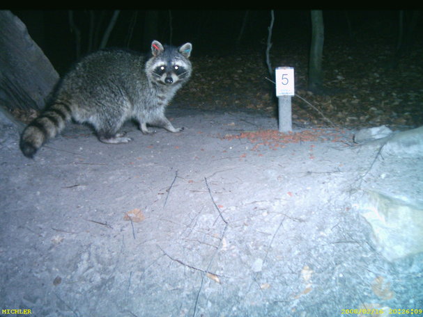 Fotofallenbild Projekt Waschbaer 10