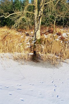 Standort Wildkamera Atemloch Biber