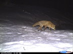 Fuchs im Schnee Wildkamera Projekt Waschbaer