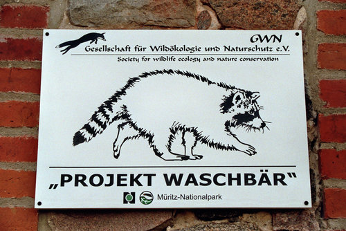 Gesellschaft für Wildökologie und Naturschutz e.V. "Projekt Waschbär"