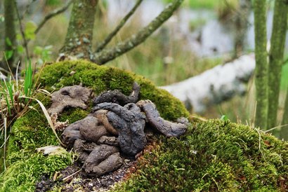 Waschbärlatrine im Müritz-Nationalpark