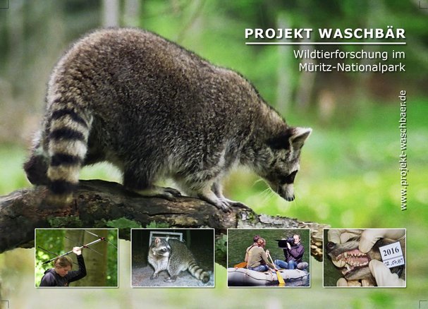 Projekt Waschbaer 1