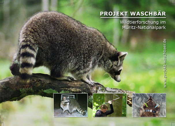 Projekt Waschbaer 5