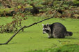 Raccoon in Mueritz National Park