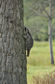 raccoon climbing a pine