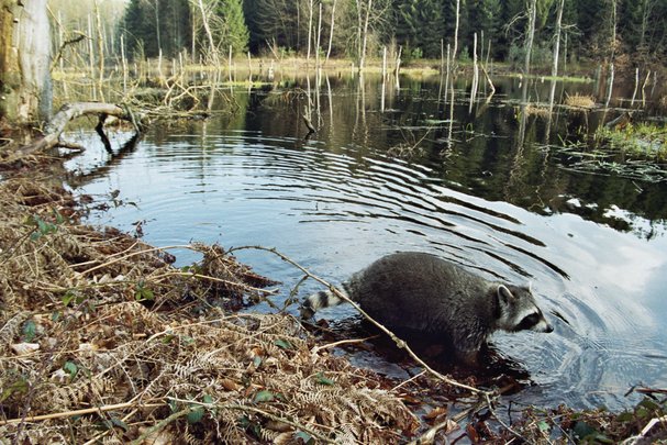Waschbaer am Ufer eines Moores im Mueritz-Nationalpark