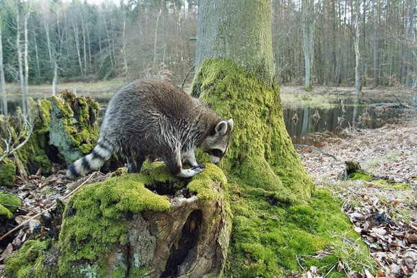 Waschbär im Müritz-Nationalpark