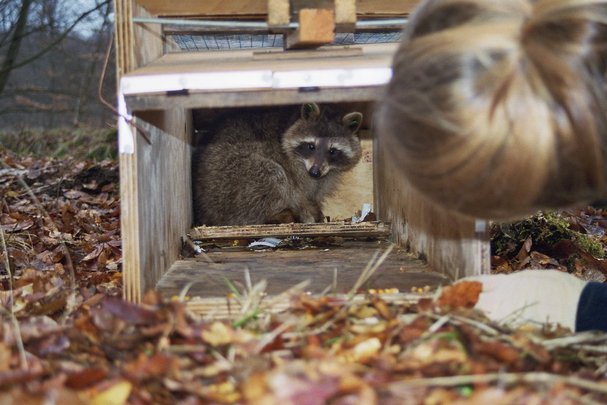 Waschbärforschung im Müritz-Nationalpark