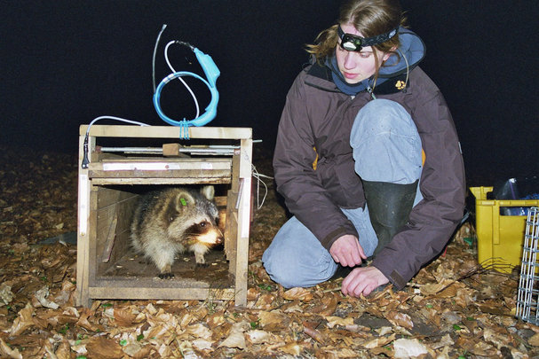 Waschbärforschung im Müritz-Nationalpark
