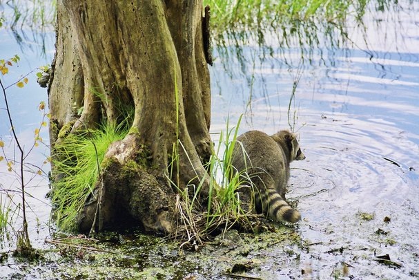 Waschbaer im Moor