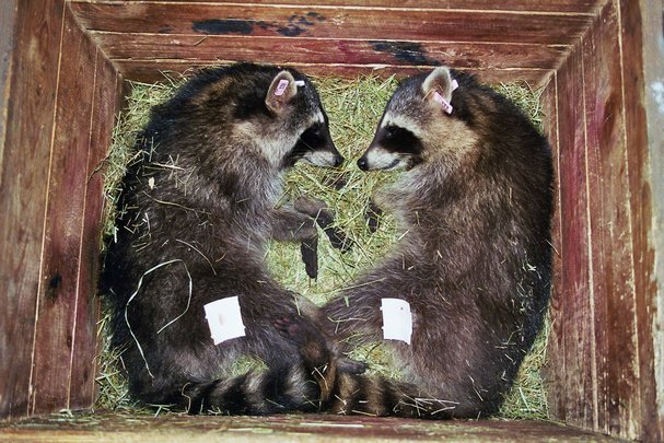 narkotisierte Waschbären in Aufwachbox